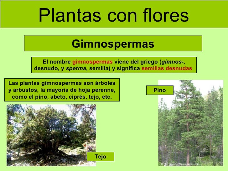Las plantas (adaptada) Las plantas (adaptada)