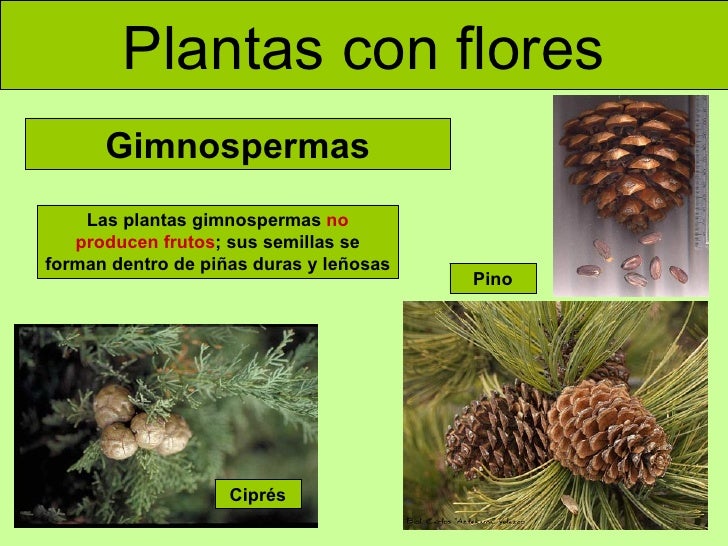 plantas con flores gimnospermas las plantas gimnospermas no producen plantas con flores gimnospermas las plantas gimnospermas no producen