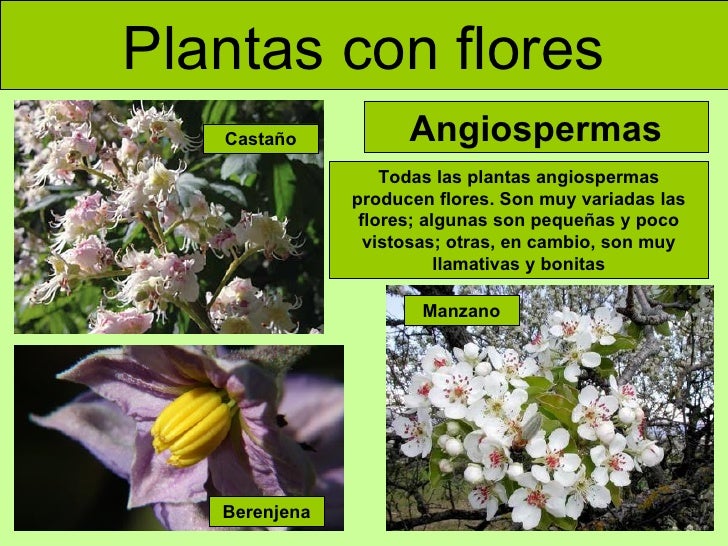 Cómo se clasifican las plantas según sus hojas? Cómo se clasifican las plantas según sus hojas?
