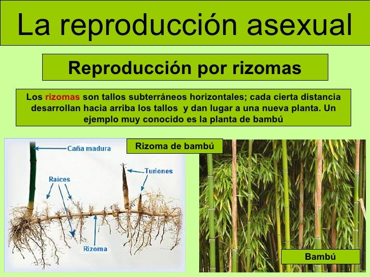 una nueva planta estolones reproducción por estolones nuevas plantas una nueva planta estolones reproducción por estolones nuevas plantas