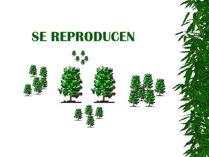 se reproducen 6 mueren 7 pero no se desplazan 8 se reproducen 6 mueren 7 pero no se desplazan 8