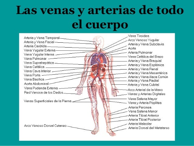 Cuantas Arterias Tiene El Cuerpo Humano Wikipedia es.slideshare.net