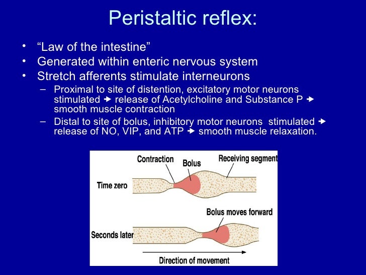 Gut motility lecture