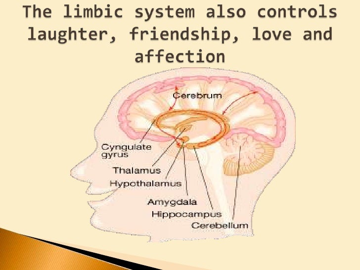 Laughter And The Brain