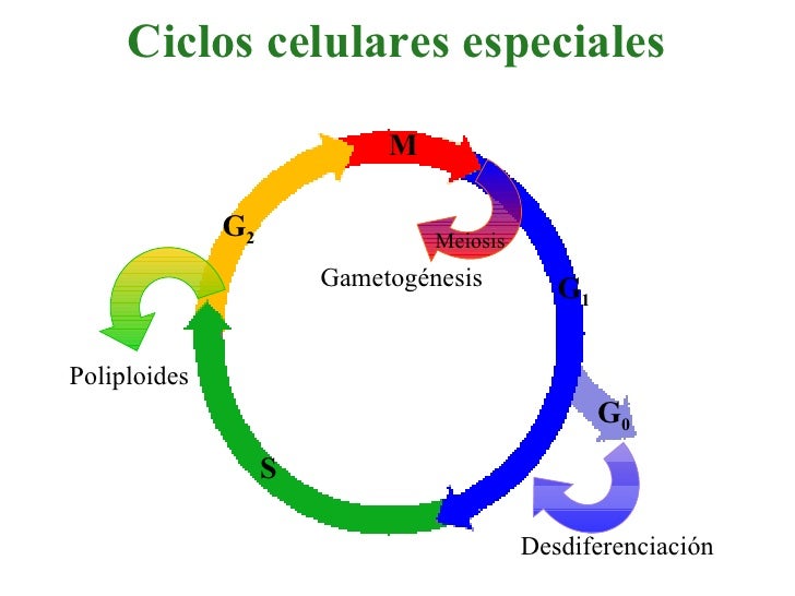 Ciclo Celular