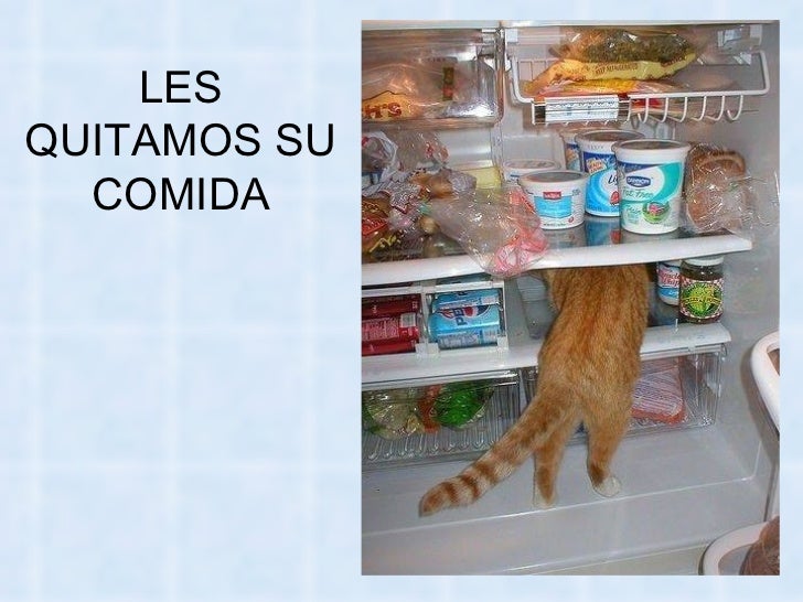 Bienvenidos al nuevo foro de apoyo a Noe #258 / 20.05.15 ~ 23.05.15 - Página 11 La-venganza-delosgatos-66-728