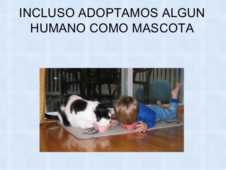 Bienvenidos al nuevo foro de apoyo a Noe #258 / 20.05.15 ~ 23.05.15 - Página 11 La-venganza-delosgatos-71-728