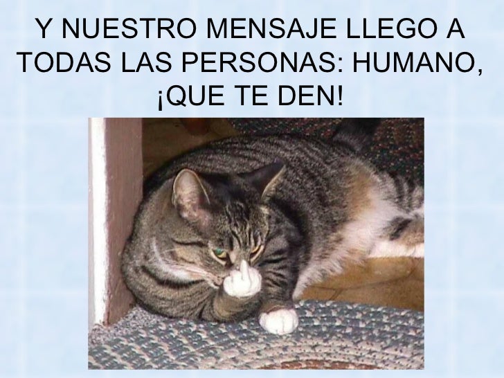 Bienvenidos al nuevo foro de apoyo a Noe #258 / 20.05.15 ~ 23.05.15 - Página 11 La-venganza-delosgatos-74-728