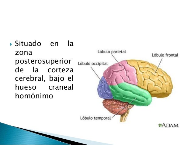 La dependencia del alcohol comienza con