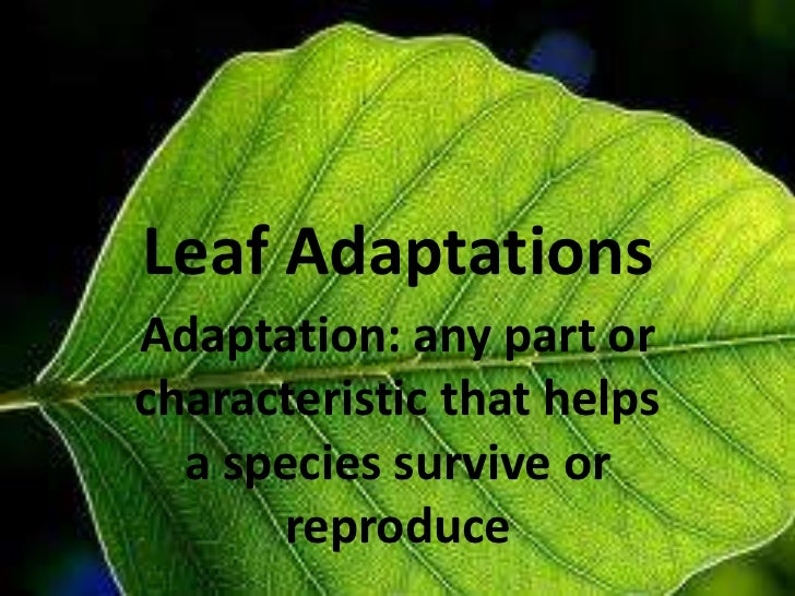 Leaf adaptations
