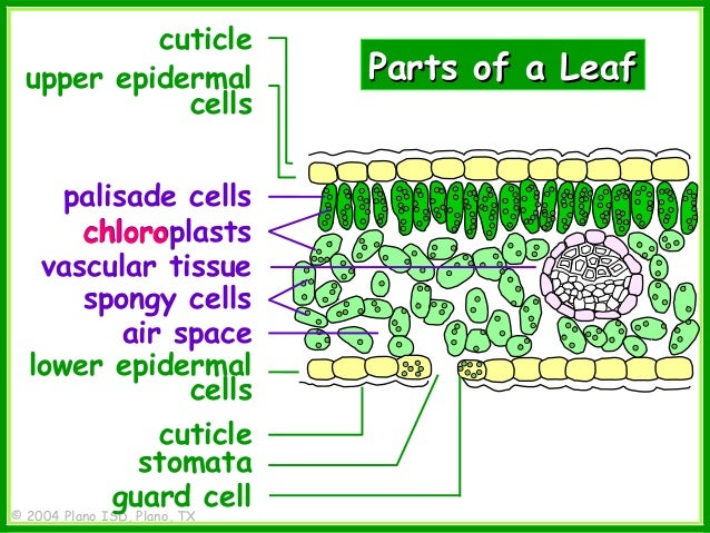stomata distribution in a dicot leaf essay stomata distribution in a dicot leaf essay