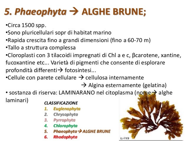 Le alghe