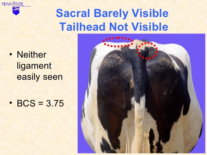 Learn to Score Body Condition for Dairy Cows