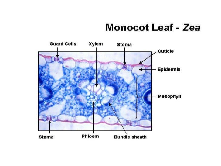 internal structure of a monocot Difference between monocot and aside from the difference between the seeds of monocots and dicots there are other different structures that separate monocots and. internal structure of a monocot Difference between monocot and aside from the difference between the seeds of monocots and dicots there are other different structures that separate monocots and.