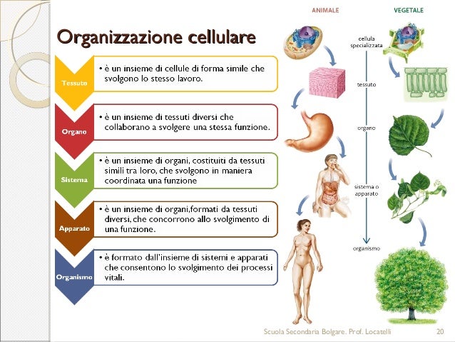 Processo Chimico Fondamentale Per La Vita Degli Organismi Vegetali Le basi della vita