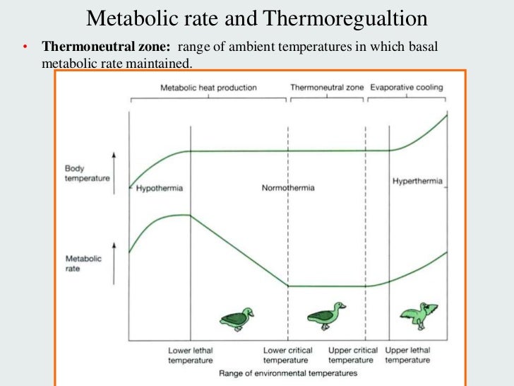 Lec 09 Thermoregulation