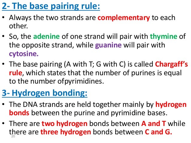 Dna Base Pairing Rules 2 The Base Pairing Rule:•