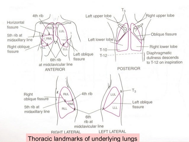 auscultates adventitious breath sounds auscultates adventitious breath sounds