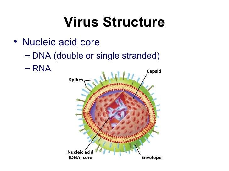 Lect 16 Viruses and Bacteria