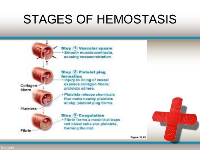 platelet plug formation steps Start studying platelet plug formation learn vocabulary, terms, and more with flashcards, games, and other study tools. platelet plug formation steps Start studying platelet plug formation learn vocabulary, terms, and more with flashcards, games, and other study tools.