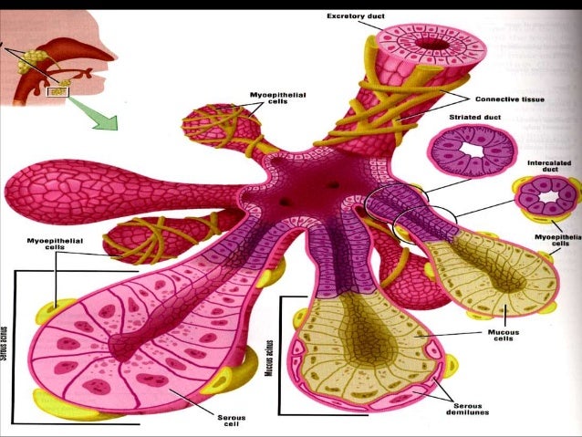 Salivary gland - Wikipedia