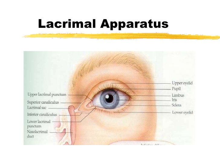lacrimal apparatus