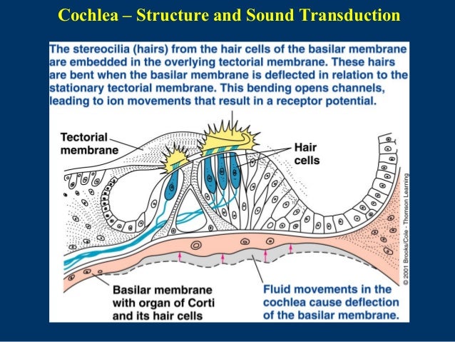 Tonotopic Organization Of The Cochlea
