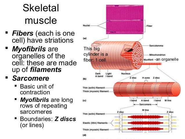 Lecture 10 muscle histology