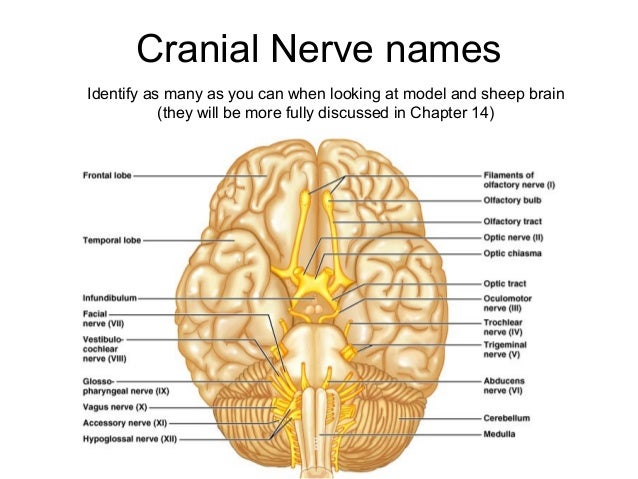 Lecture 19 Central Nervous System A