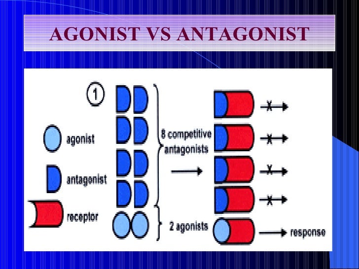 Lecture 1 Pharmacodynamics - Agonists Do All Of The Following Except
