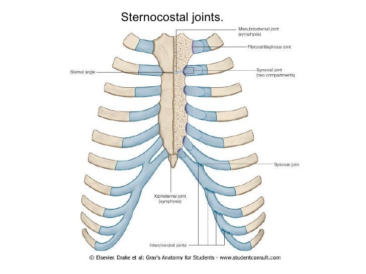 Lecture 1 thoracic wall