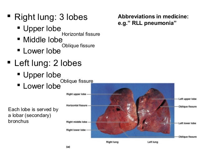 respiratory system