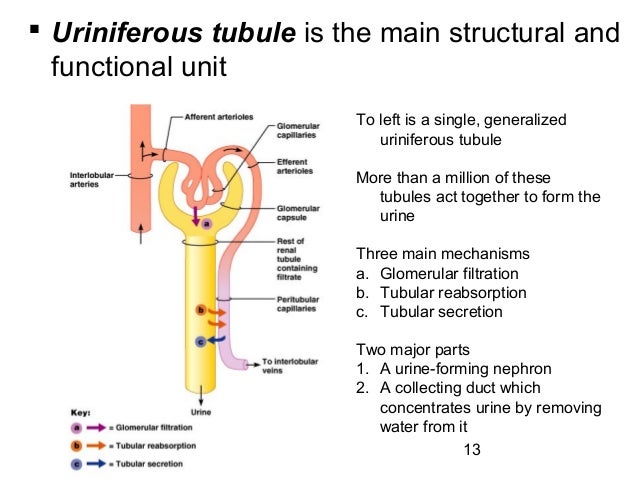 Dialysis fresenius lawsuit kidney transplant aftercare
