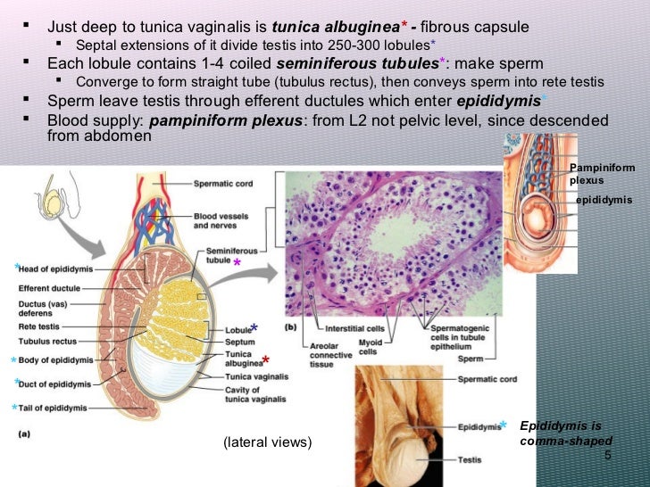THE REPRODUCTIVE SYSTEM