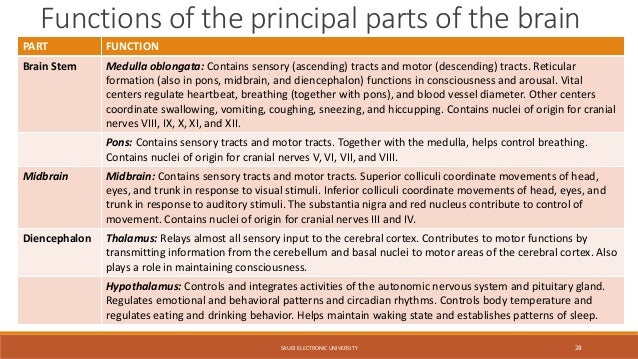 reticular formation function