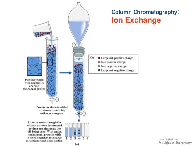 purification of egg white protein Heterogeneity determination and purification of commercial hen egg-white lysozyme protein crystallization is influenced by impurity levels. purification of egg white protein Heterogeneity determination and purification of commercial hen egg-white lysozyme protein crystallization is influenced by impurity levels.