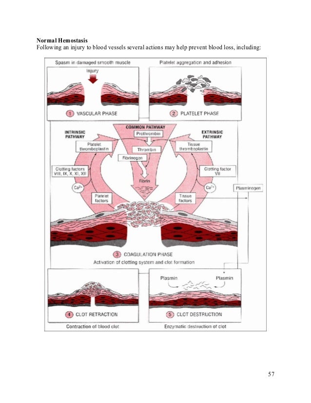 Pathology Hemostasis