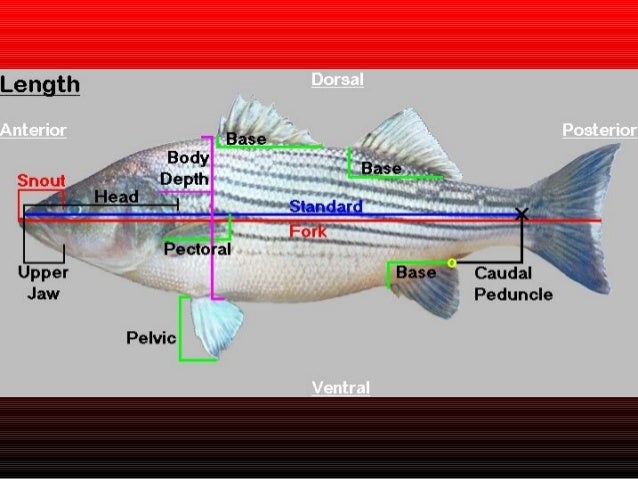 Lecture 4 anatomy review for fish disease