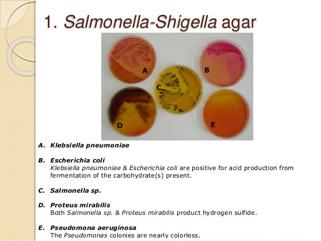 Salmonella fermentation ideas