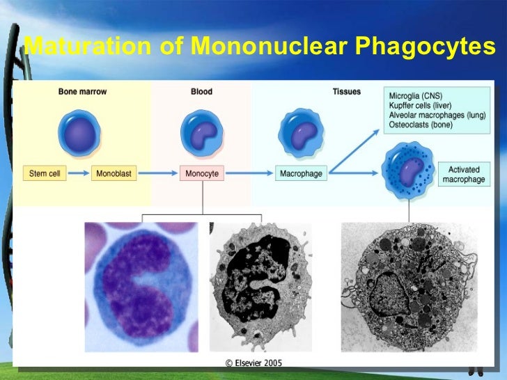localised malignant mesothelioma