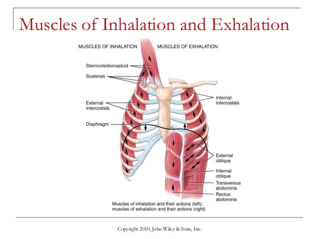 Lecture 5 The Respiratory System