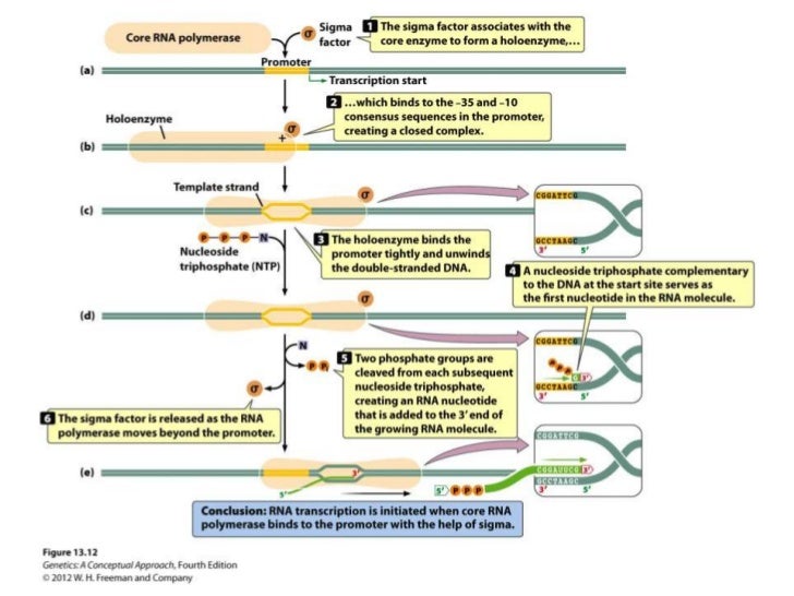 Prokaryotic transcription termination