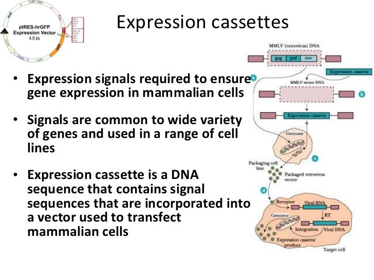 Lecture 8 engineering of animal cells