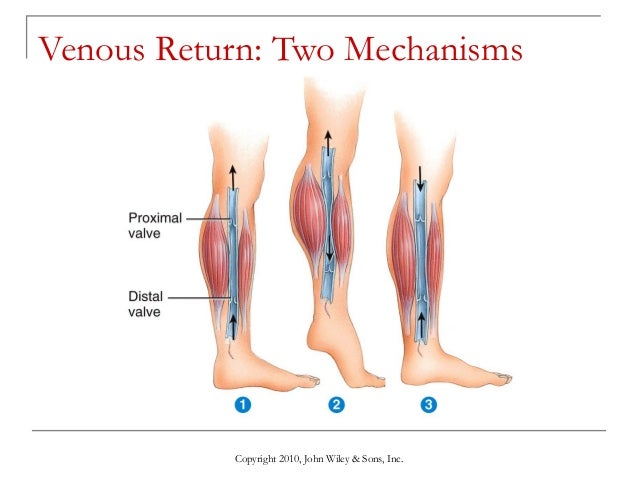 lecture 8 the cardiovascular system blood vessels and venous return