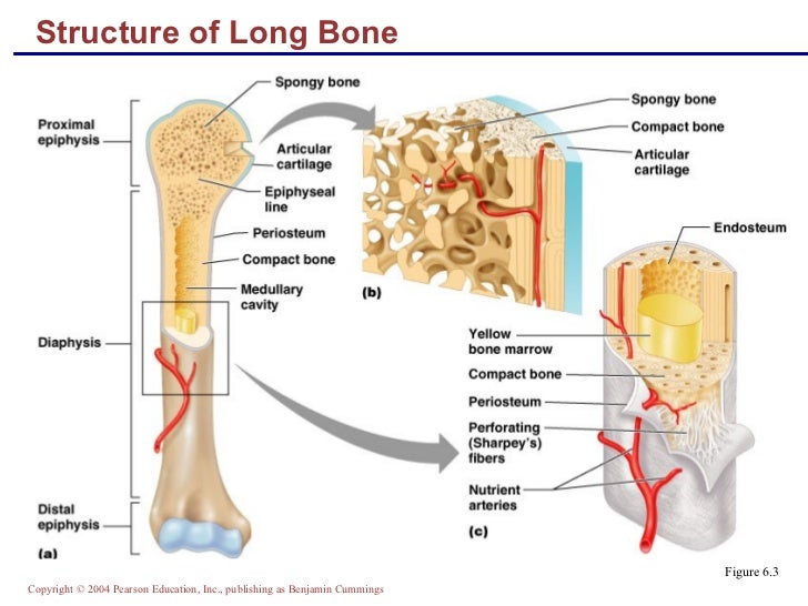 What does bone structure mean?