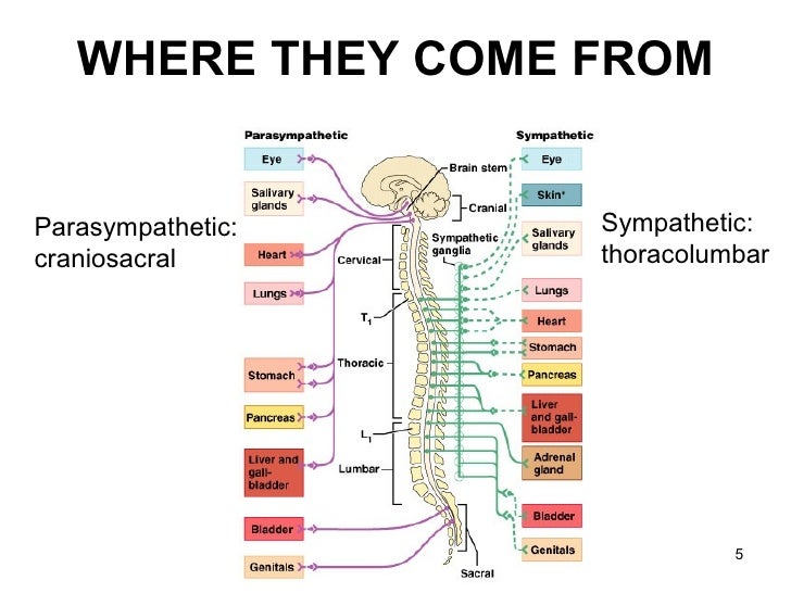 Lecture function autonomic nervous system