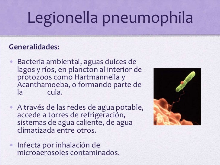 Legionella pneumophila