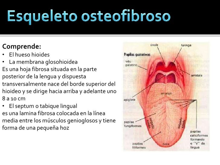 Organo del Gusto - Lengua