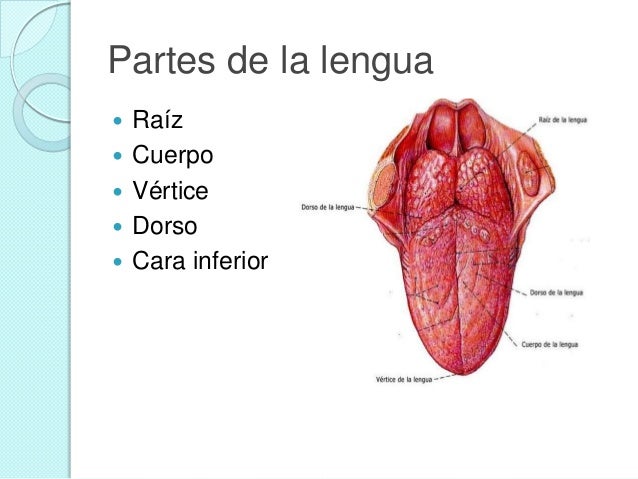 Como rejuvenecer la piel y la persona