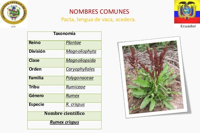 Nombre Científico De Lengua De Vaca